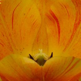 ulip